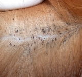 LA DERMATITE ALLERGICA ALLE PULCI NEL CANE